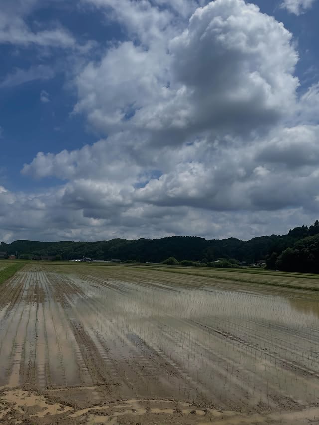 佐賀の実家での田植え。秋の収穫が楽しみです